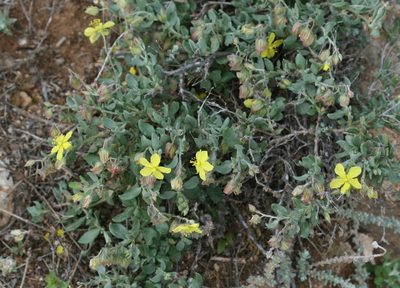 Helianthemum canariense, photographed by Sandy Rae