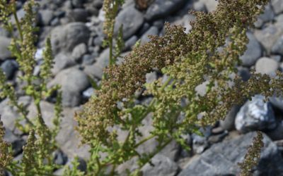 Dysphania botrys, photographed by Karen and Mike