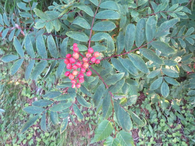 Sorbus matsumurana, photographed by Marco Mussita
