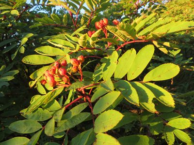Sorbus matsumurana, photographed by Marco Mussita