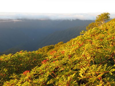 Sorbus matsumurana, photographed by Marco Mussita