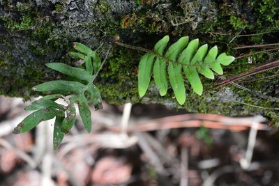 Pleopeltis plebeia, photographed by Neptalí Ramírez Marcial
