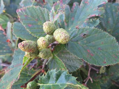 Alnus maximowiczii, photographed by Marco Mussita