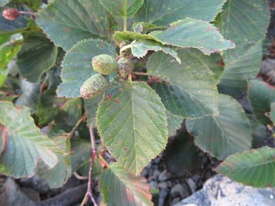Alnus maximowiczii, photographed by Marco Mussita