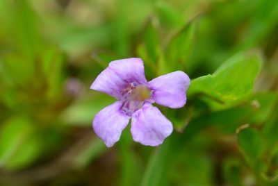 Dyschoriste capitata, photographed by Neptalí Ramírez Marcial