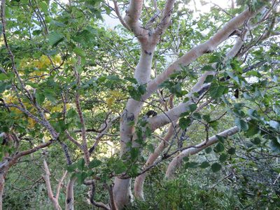 Betula ermanii, photographed by Marco Mussita