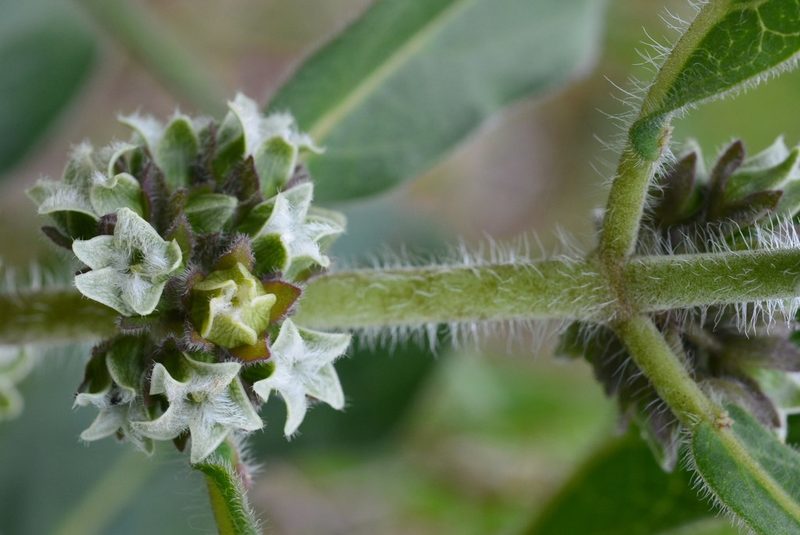 Pherotrichis villosa, photographed by Neptalí Ramírez Marcial