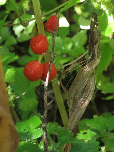 Convallaria keiskei, photographed by Repina Tatyana