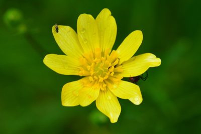 Ranunculus petiolaris, photographed by Neptalí Ramírez Marcial