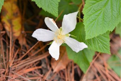 Rubus trilobus, photographed by Neptalí Ramírez Marcial