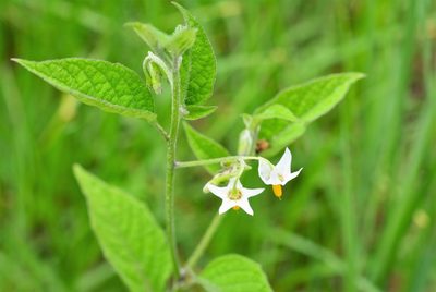 Solanum nigrescens, photographed by Neptalí Ramírez Marcial