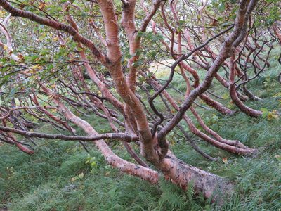 Betula ermanii, photographed by Marco Mussita