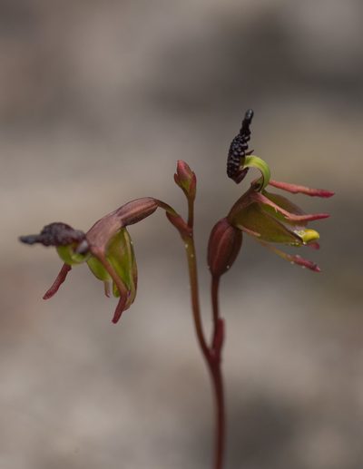 Caleana minor, photographed by Miguel de Salas