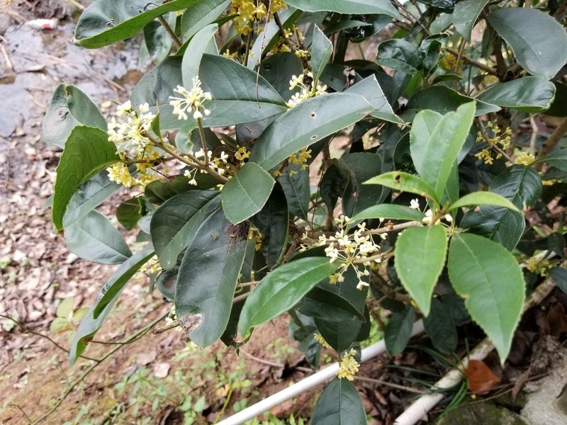 Osmanthus fragrans, photographed by Michael Bear