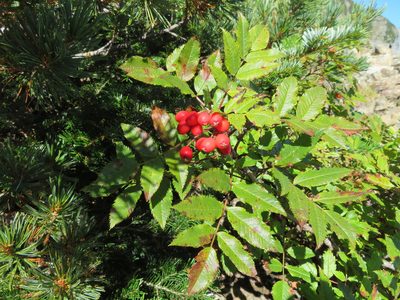 Sorbus sambucifolia, photographed by Marco Mussita