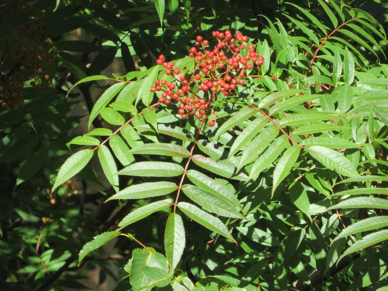 Sorbus commixta, photographed by Marco Mussita