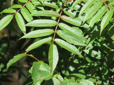 Sorbus commixta, photographed by Marco Mussita