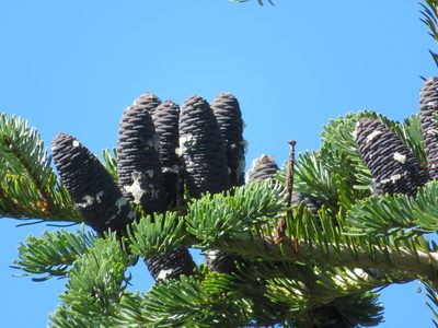 Abies mariesii, photographed by Marco Mussita