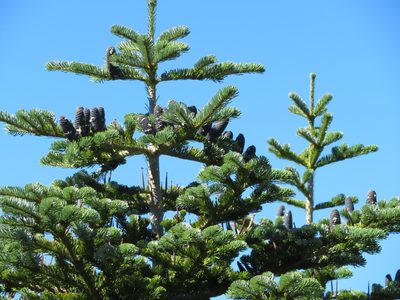 Abies mariesii, photographed by Marco Mussita