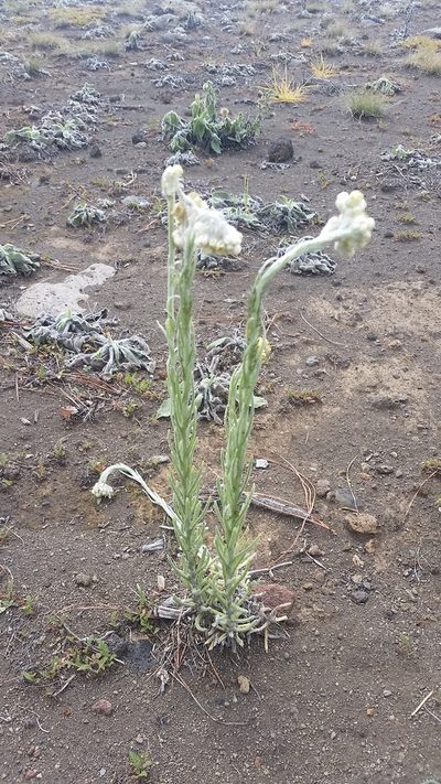 Pseudognaphalium sandwicensium, photographed by cwarneke