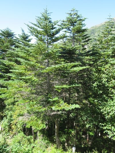 Abies mariesii, photographed by Marco Mussita