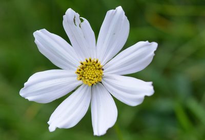 Cosmos diversifolius, photographed by Neptalí Ramírez Marcial