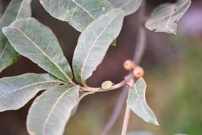 Quercus crispipilis, photographed by Neptalí Ramírez Marcial