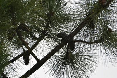 Pinus montezumae, photographed by Neptalí Ramírez Marcial