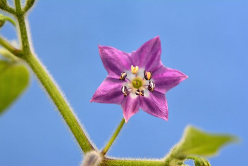 Capsicum pubescens, photographed by Neptalí Ramírez Marcial