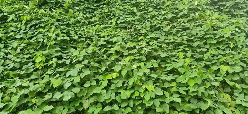 Mucuna bracteata, photographed by Ong Jyh Seng