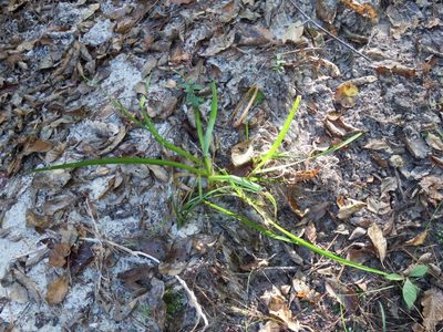 Xyris difformis, photographed by Laura Clark