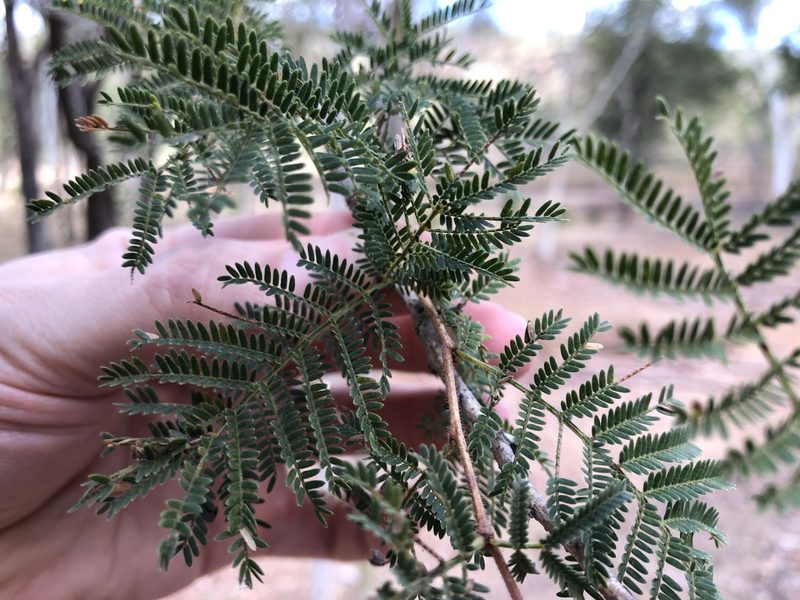 Vachellia bidwillii, photographed by elawrey