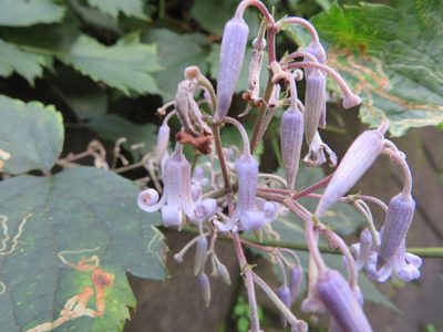 Clematis stans, photographed by Marco Mussita