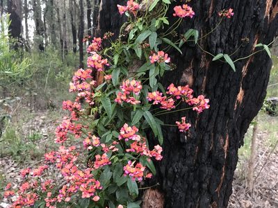Kennedia coccinea, photographed by Ann Bentley