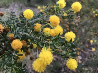 Acacia browniana, photographed by Ann Bentley