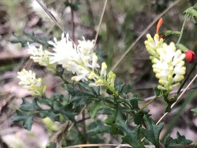 Grevillea pulchella, photographed by Ann Bentley