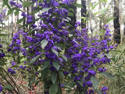 Hovea elliptica, photographed by Ann Bentley