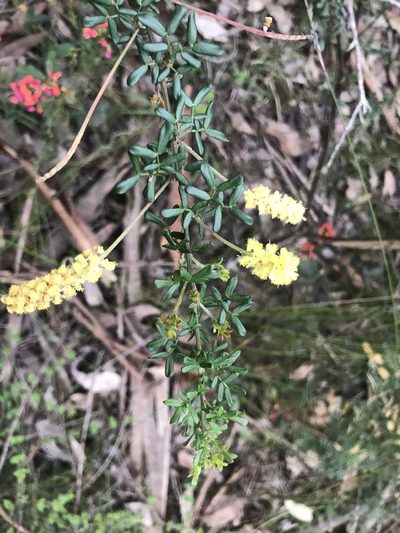 Acacia drummondii, photographed by Ann Bentley