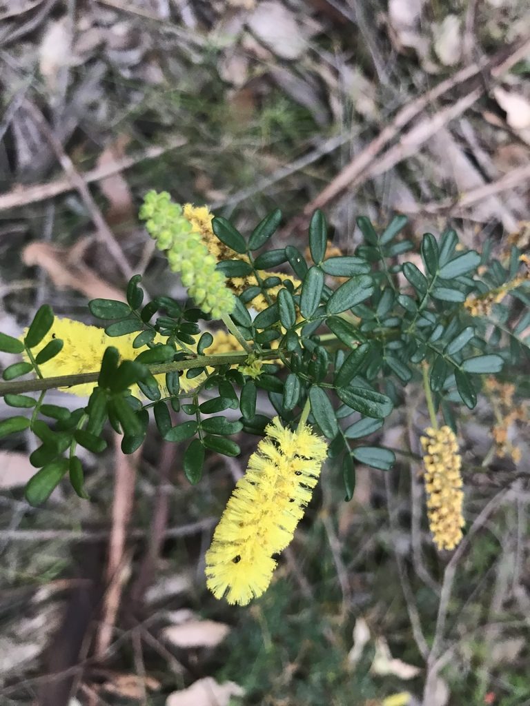 Acacia drummondii, photographed by Ann Bentley
