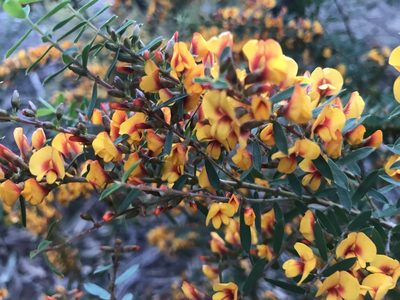 Eutaxia myrtifolia, photographed by Ann Bentley