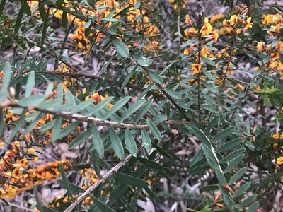 Eutaxia myrtifolia, photographed by Ann Bentley