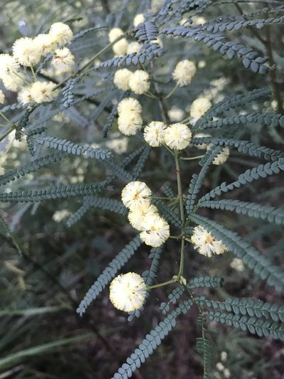 Acacia pentadenia, photographed by Ann Bentley