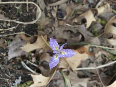Moraea simulans, photographed by Elizabeth Moll-Willard