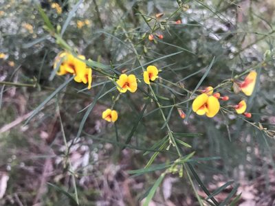 Bossiaea linophylla, photographed by Ann Bentley