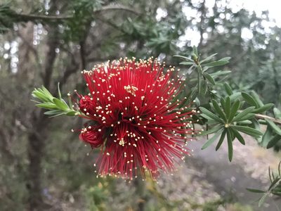 Kunzea baxteri, photographed by Ann Bentley