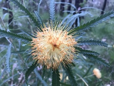 Banksia formosa, photographed by Ann Bentley