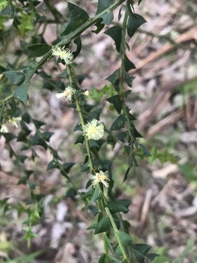 Acacia divergens, photographed by Ann Bentley