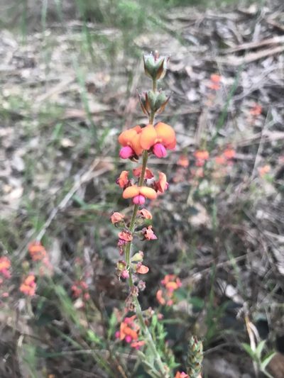 Gastrolobium villosum, photographed by Ann Bentley