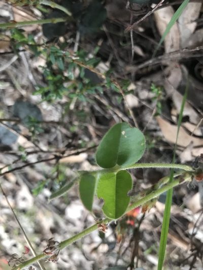 Gastrolobium villosum, photographed by Ann Bentley