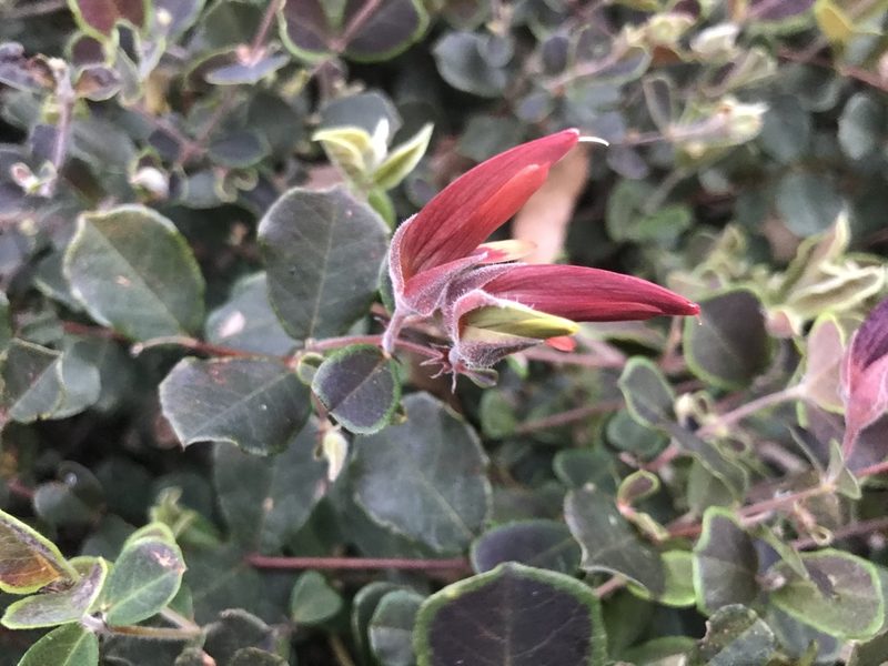 Gastrolobium praemorsum, photographed by Ann Bentley
